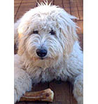 Shaggy Goldendoodle Image