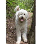 Goldendoodle Tongue Hanging Out Image