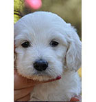 Goldendoodle Puppy Image