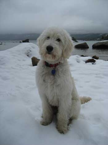 Goldendoodle Image