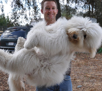 Shaggy-dog Definition of Shaggy-dog by Merriam-Webster