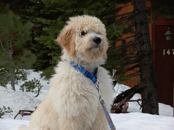 Goldendoodle Nursery Goldendoodles Adoption A Little Blessing 4u Previous Legacy Nicholas Medium Sized Goldendoodle