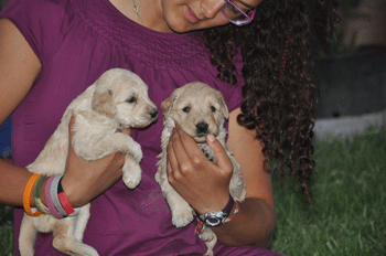 Newborn goldendoodle puppies 1
