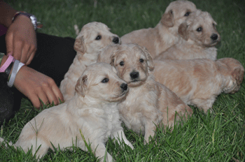 newborn goldendoodle puppies 2