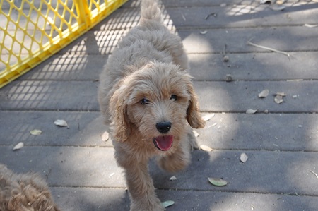 Labradoodle Rescue Goldendoodle Puppies Rescue Doodle Dog Rescue